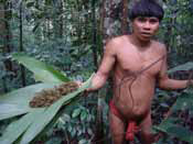 Guerisseur-Yanomami-dans-la-foret-amazonienne